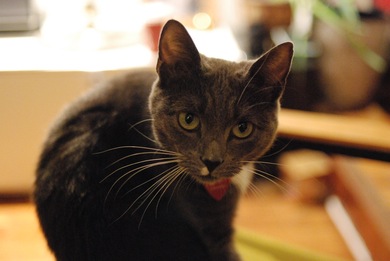 A delightful kitten, displaying a natty grasp of depth of field