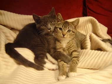 Two delightful kittens, aping for the camera