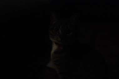 A kitten in the dark.